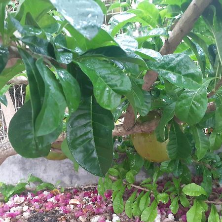 Gites De Corneille, Bungalow Sweet Mango 르 물레 외부 사진